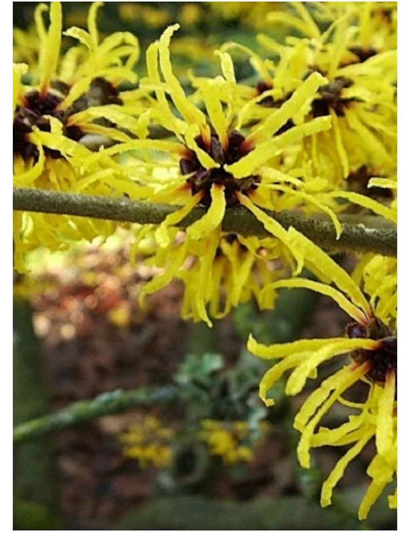 HAMAMELIS virginiana