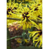 HAMAMELIS virginiana