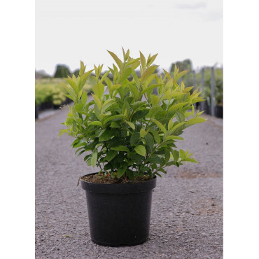 HEPTACODIUM miconioides TIANSHAN En pot de 10-12 litres