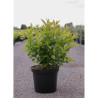 HEPTACODIUM miconioides TIANSHAN En pot de 10-12 litres