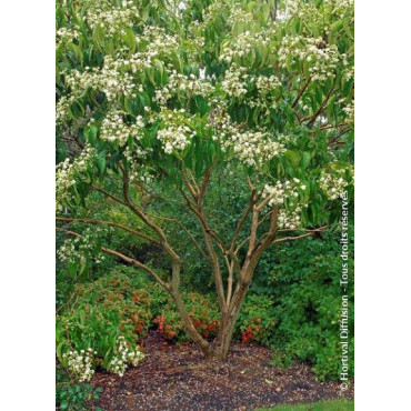 HEPTACODIUM miconioides