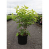 HEPTACODIUM miconioides En pot de 10-12 litres