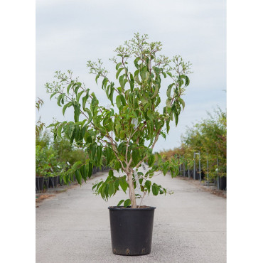 HEPTACODIUM miconioides En pot de 15-20 litres