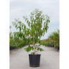 HEPTACODIUM miconioides En pot de 15-20 litres