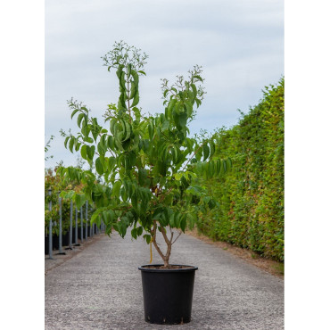 HEPTACODIUM miconioides En pot de 25-30 litres