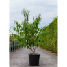 HEPTACODIUM miconioides En pot de 25-30 litres