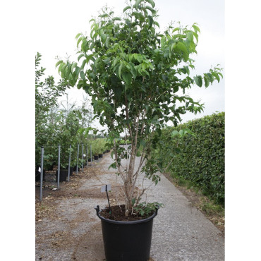 HEPTACODIUM miconioides En pot de 70-90 litres