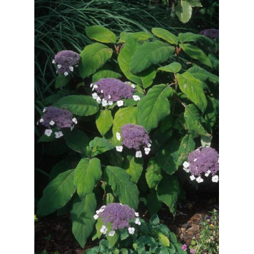 HYDRANGEA aspera SARGENTIANA