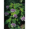 HYDRANGEA aspera SARGENTIANA