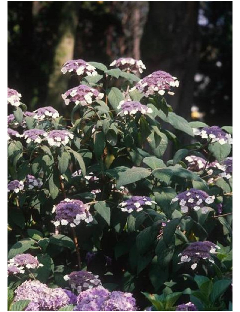 HYDRANGEA aspera SARGENTIANA