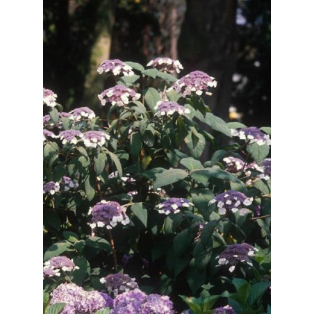 HYDRANGEA aspera SARGENTIANA