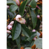 MICHELIA MAGNOLIA FAIRY BLUSH