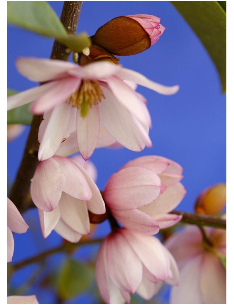 MICHELIA MAGNOLIA FAIRY BLUSH