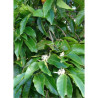 MICHELIA MAGNOLIA FAIRY BLUSH