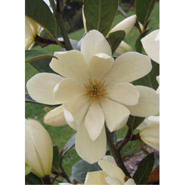 MICHELIA MAGNOLIA FAIRY CREAM