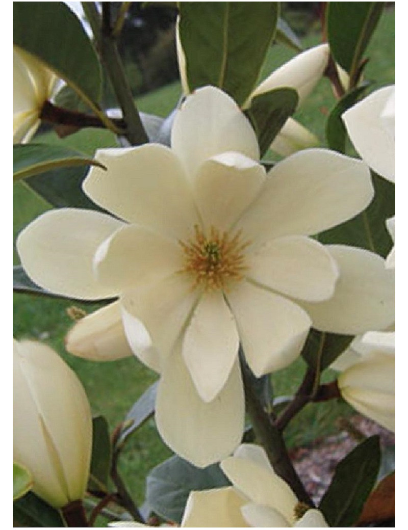 MICHELIA MAGNOLIA FAIRY CREAM