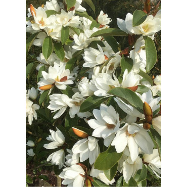 MICHELIA MAGNOLIA FAIRY WHITE