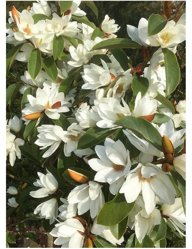 MICHELIA MAGNOLIA FAIRY WHITE