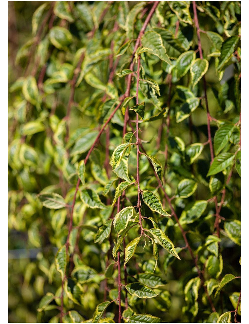 PRUNUS incisa FRILLY FROCK