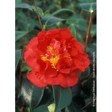 CAMELLIA japonica BLOOD OF CHINA