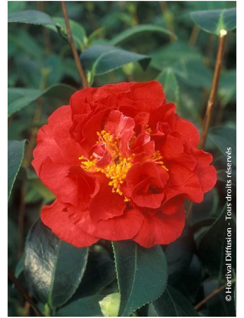 CAMELLIA japonica BLOOD OF CHINA