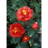 CAMELLIA japonica BLOOD OF CHINA