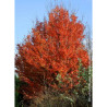 CARPINUS betulus ORANGE RETZ