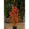 CARPINUS betulus ORANGE RETZ