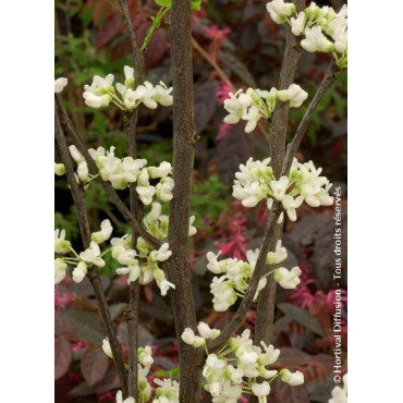 CERCIS canadensis ROYAL WHITE