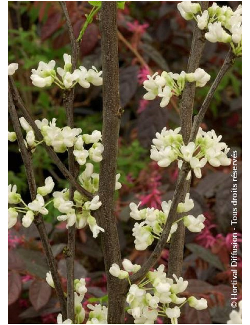 CERCIS canadensis ROYAL WHITE