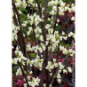 CERCIS canadensis ROYAL WHITE