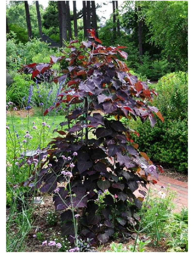 CERCIS canadensis RUBY FALLS