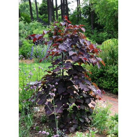 CERCIS canadensis RUBY FALLS