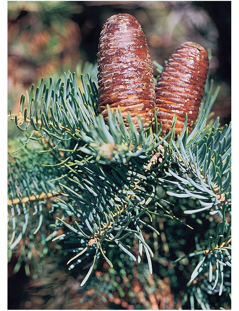 ABIES concolor