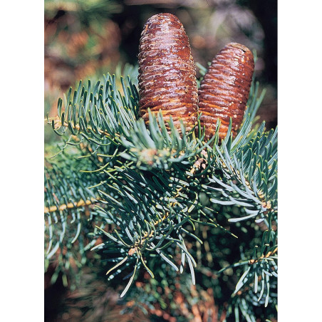 ABIES concolor