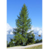 LARIX decidua