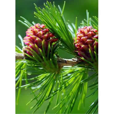 LARIX decidua