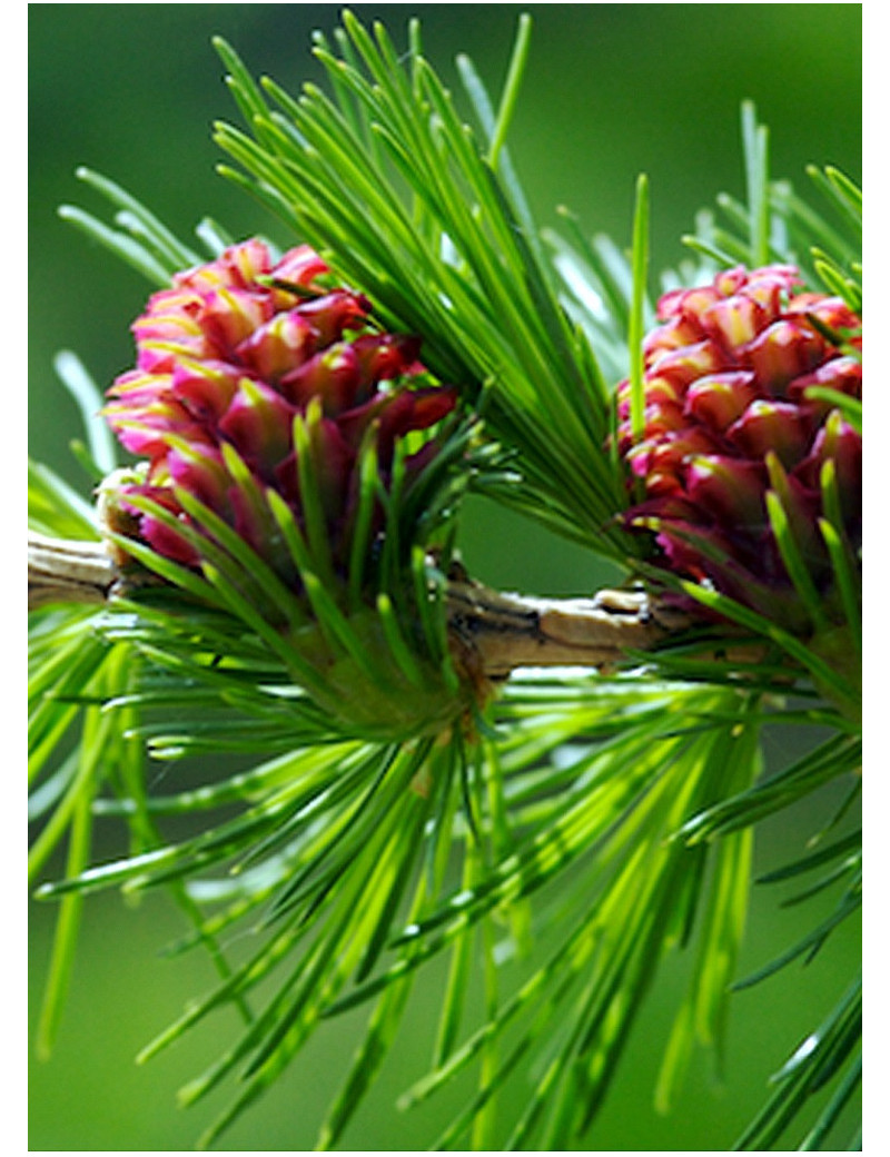 LARIX decidua