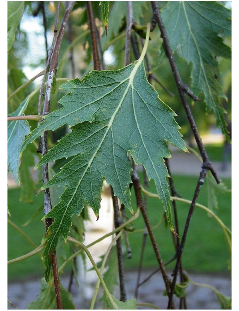 BETULA verrucosa DALECARLICA