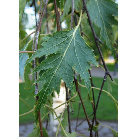 BETULA verrucosa DALECARLICA