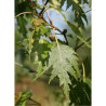 BETULA verrucosa DALECARLICA