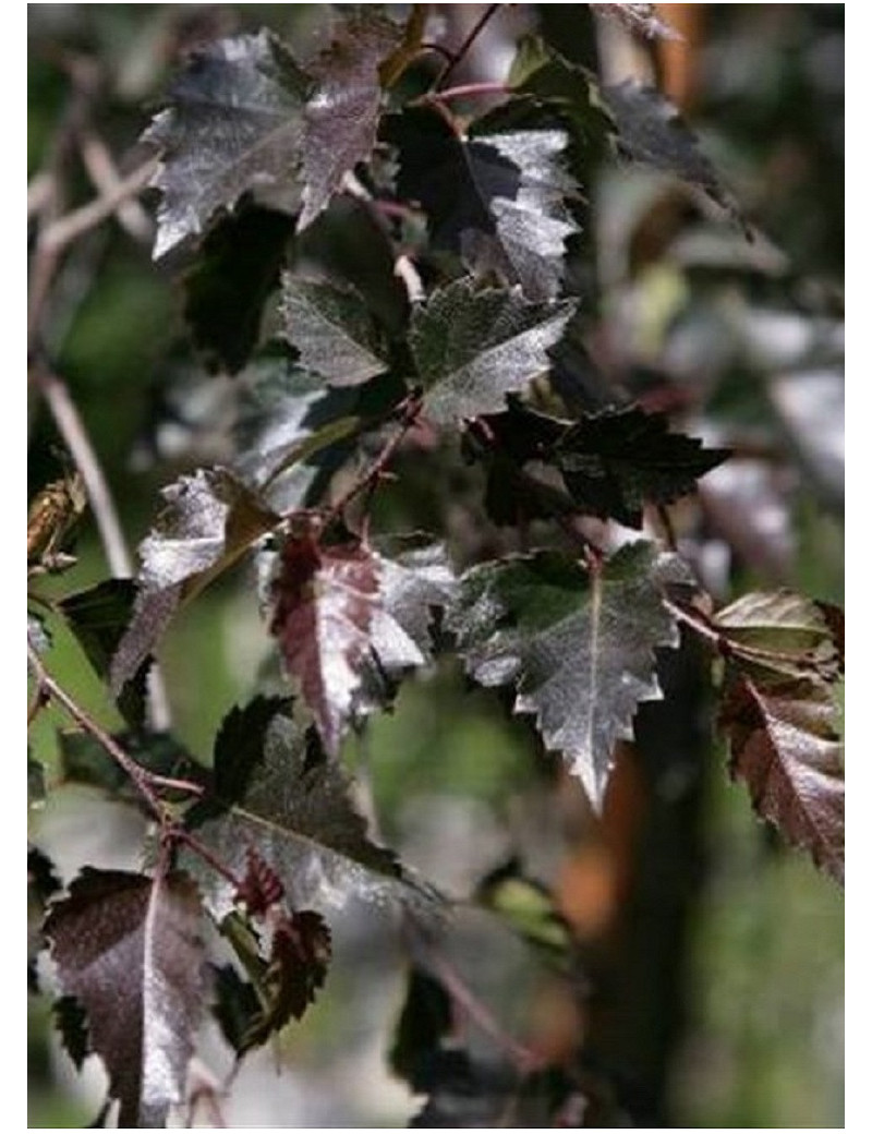 BETULA verrucosa PURPUREA