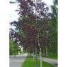 BETULA verrucosa PURPUREA