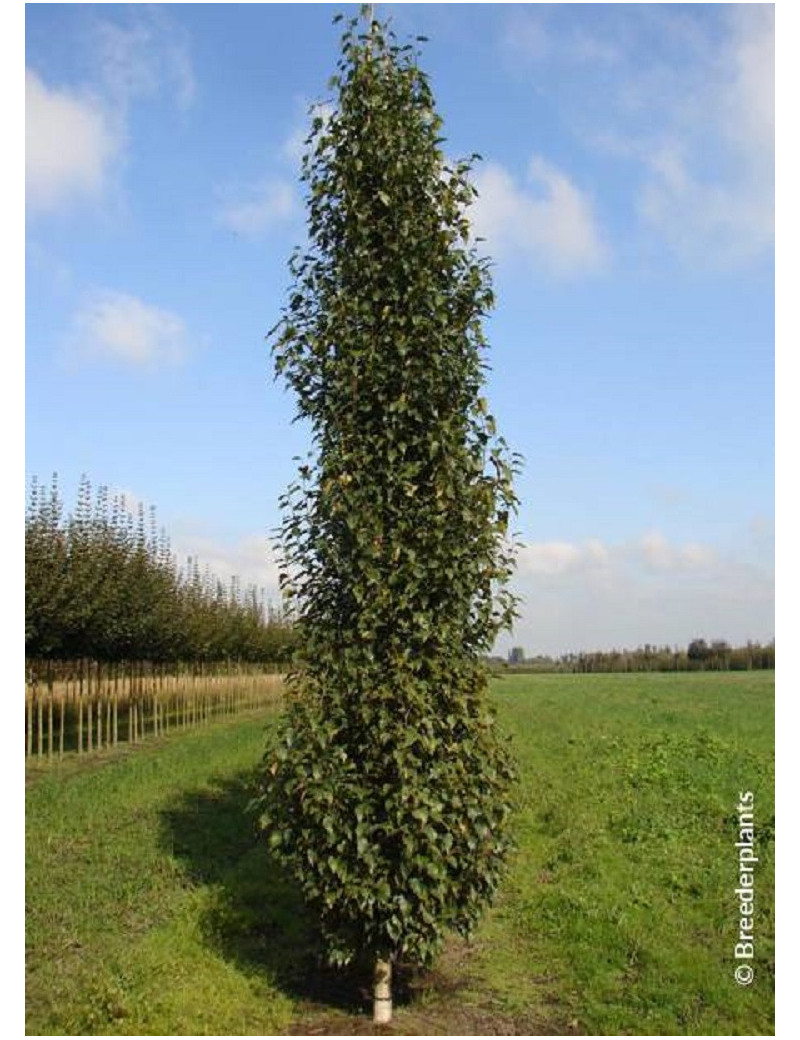 BETULA verrucosa FASTIGIATA