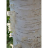 BETULA verrucosa FASTIGIATA