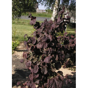 CORYLUS avellana RED MAJESTIC