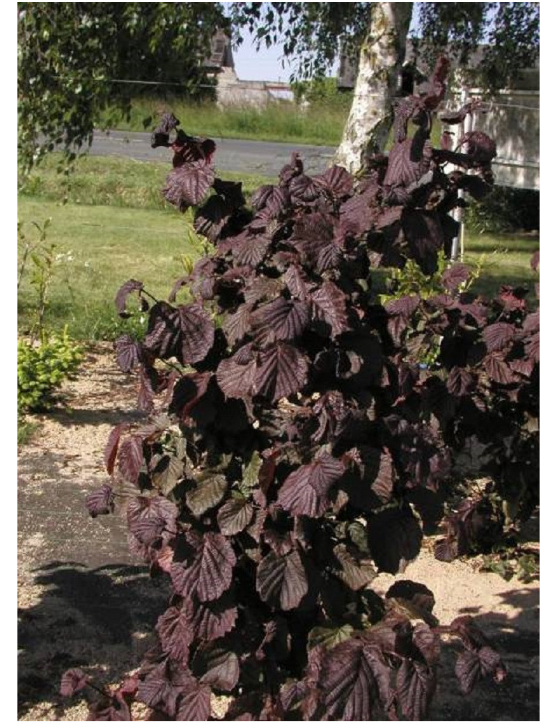 CORYLUS avellana RED MAJESTIC