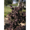 CORYLUS avellana RED MAJESTIC