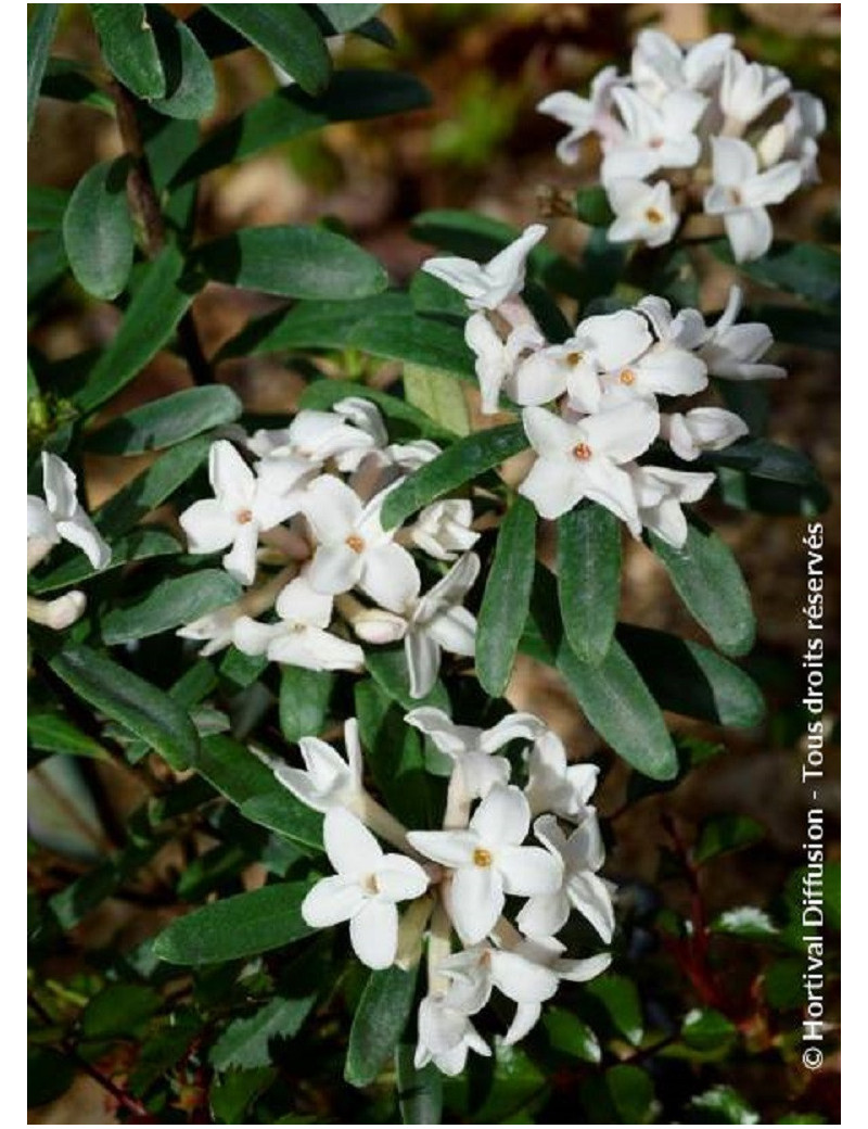 DAPHNE transatlantica ETERNAL FRAGRANCE