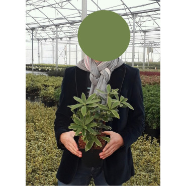 DAPHNE odora AUREOMARGINATA En pot de 2-3 litres